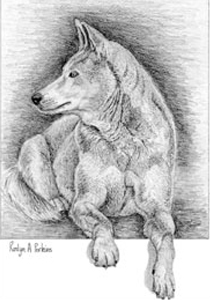 Australian Dingo Card