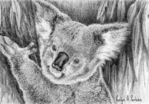 Baby Koala Print