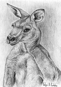 Grey Kangaroo Print