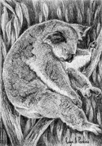 Sleeping Koala Print